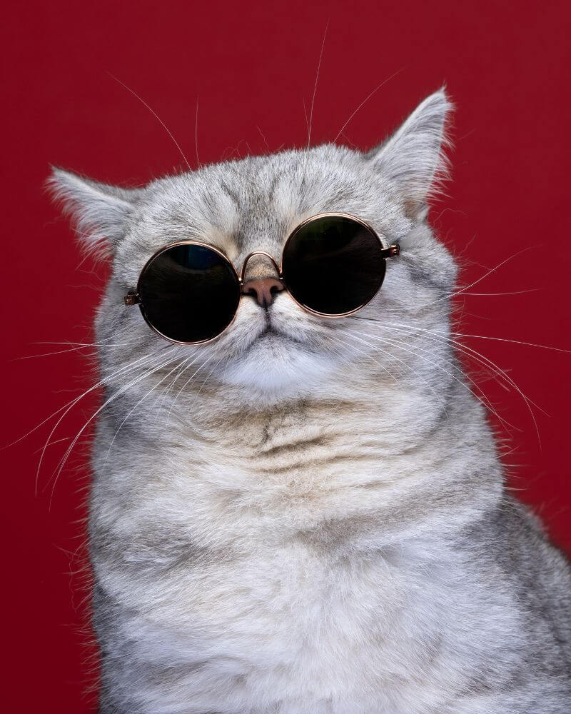 kot który wie, że może więcej - alegoria dla klientów sweetape, ze specjalistami IT mogą więcej