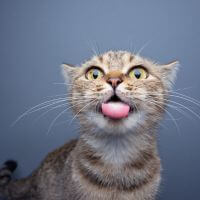 kot liznął trochę tego czym jest wymiana danych