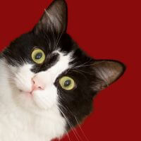 kot ogląda stonę intenetową dostosowaną do biznesu