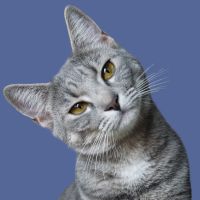 kot przygląda się możliwością jakie ma dzięki stronie www