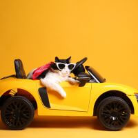 kot w sportowym samochodzie widzi że punchout daje mu więcej