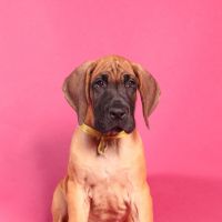 młody pies jest jak tania strona internetowa, czeka na to by się rozwinąć w pełni