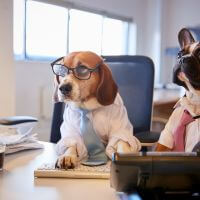 pies biznesu widzi korzyści jakie dają mu integracje systemowe