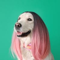 pies odważnie spogląda na integracje systemowe