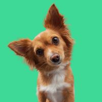 sklep www przyciąga uwagę wesołego pieska